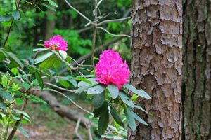 Hatcher Garden and Woodland Preserve Hatcher Garden and Woodland Preserve